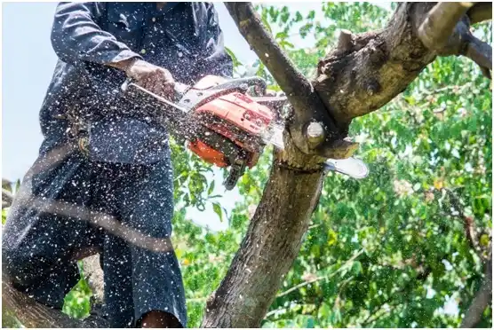 tree services Plainview